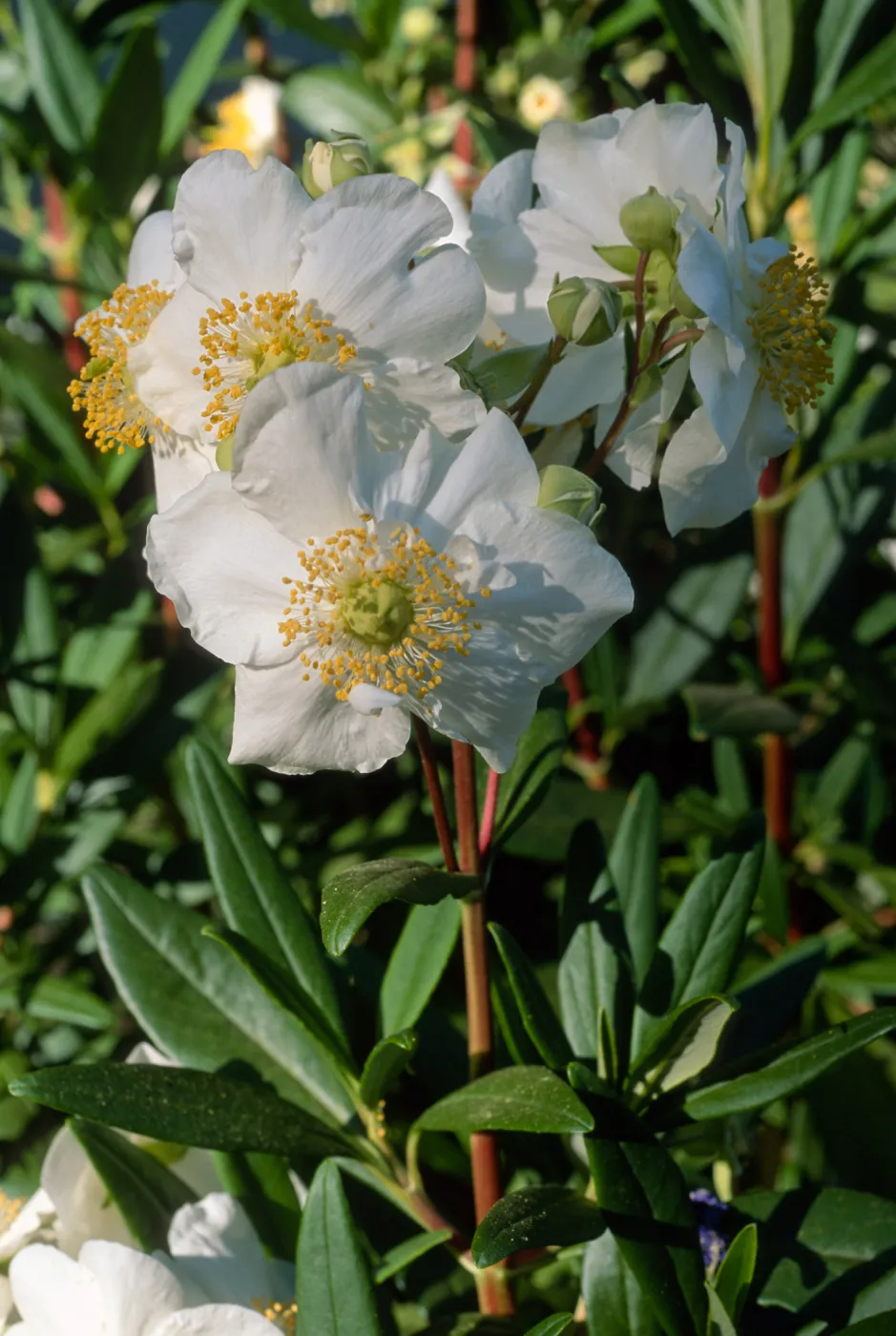 Carpinteria californica, SBBG