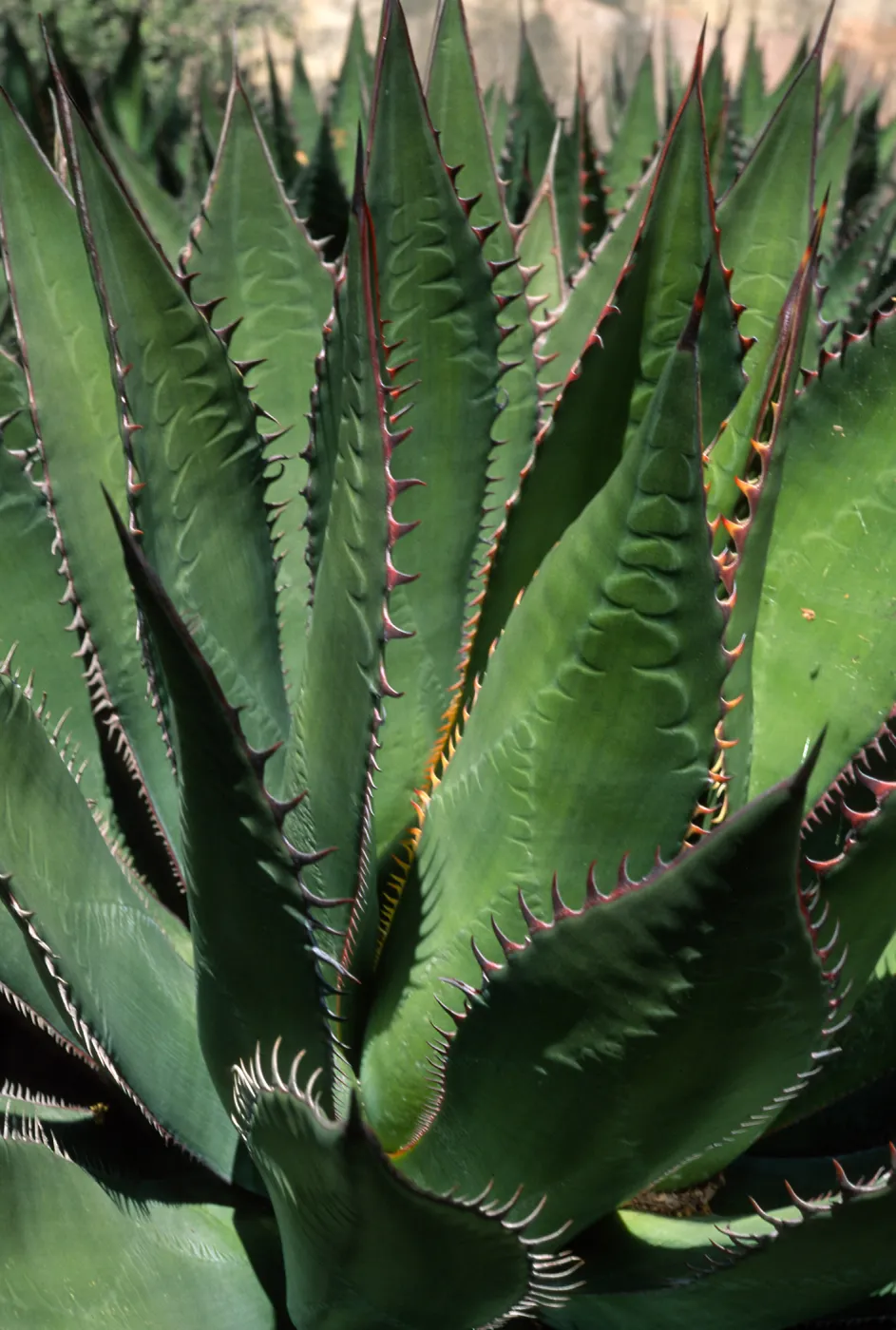 Agave shawii, SBBG