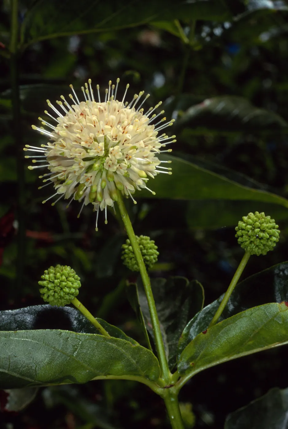 Cephalanthus occidentalis, SBBG