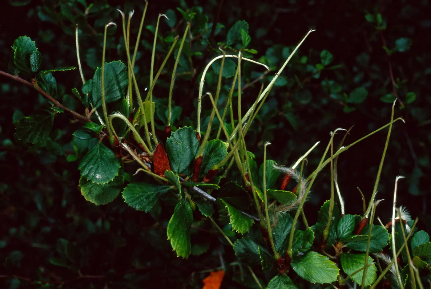 Cercocarpus betuloides, SBBG meadow
