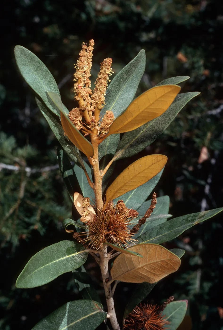Chrysolepis sempervirens, Mineral KIng