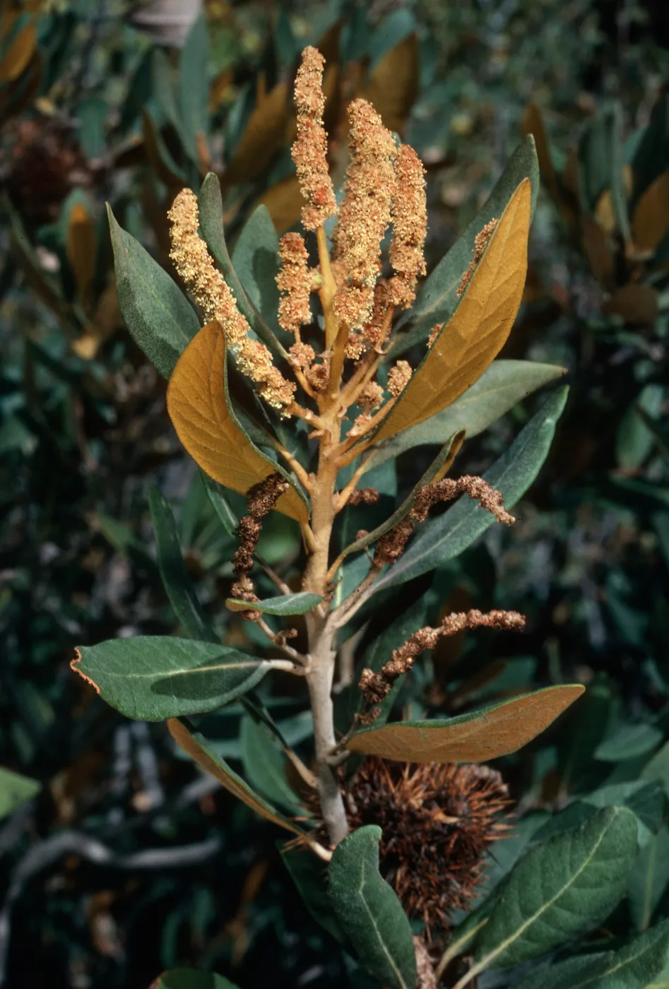 Chrysolepis sempervirens, Mineral King