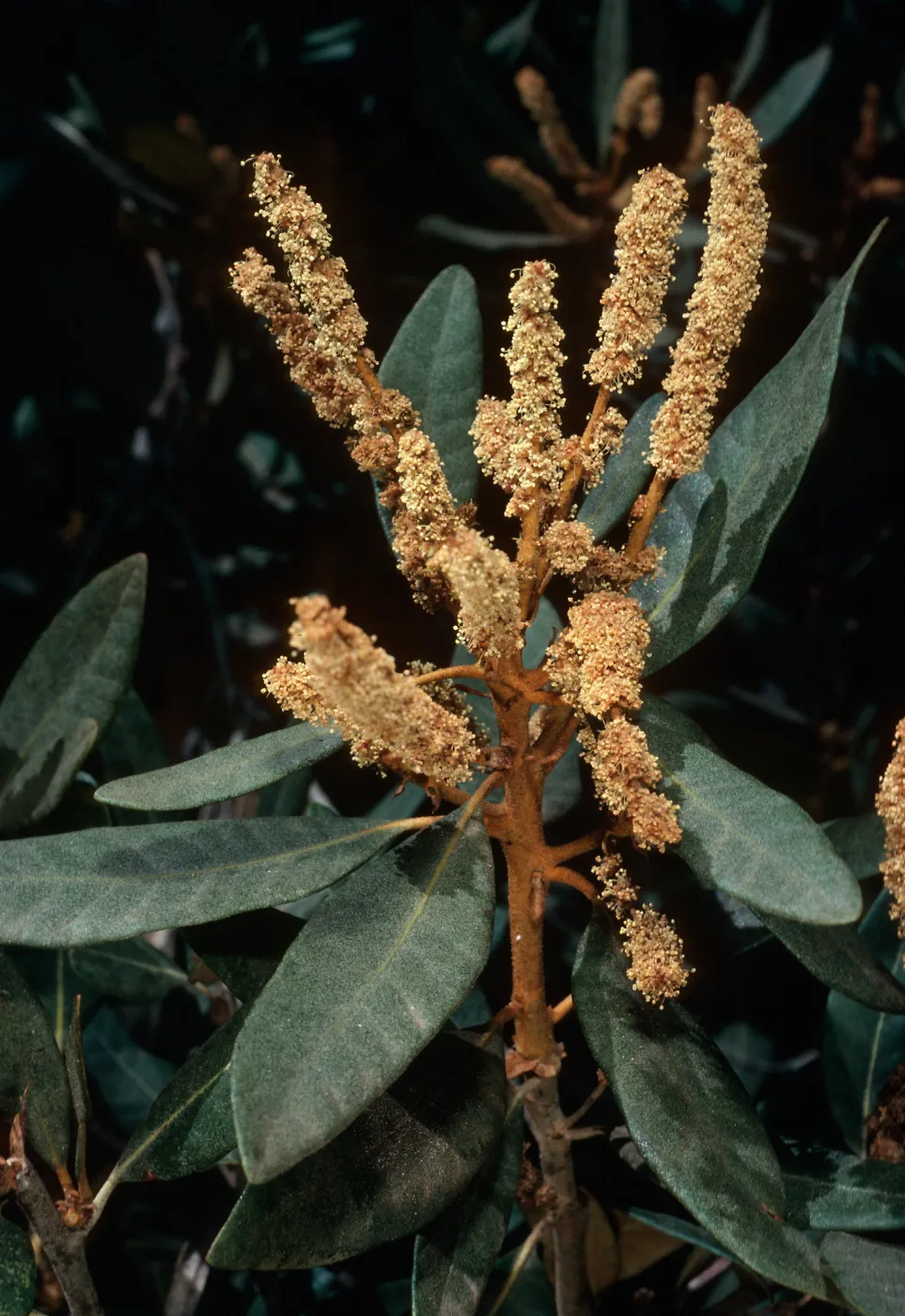 Chrysolepis sempervirens, Mineral King