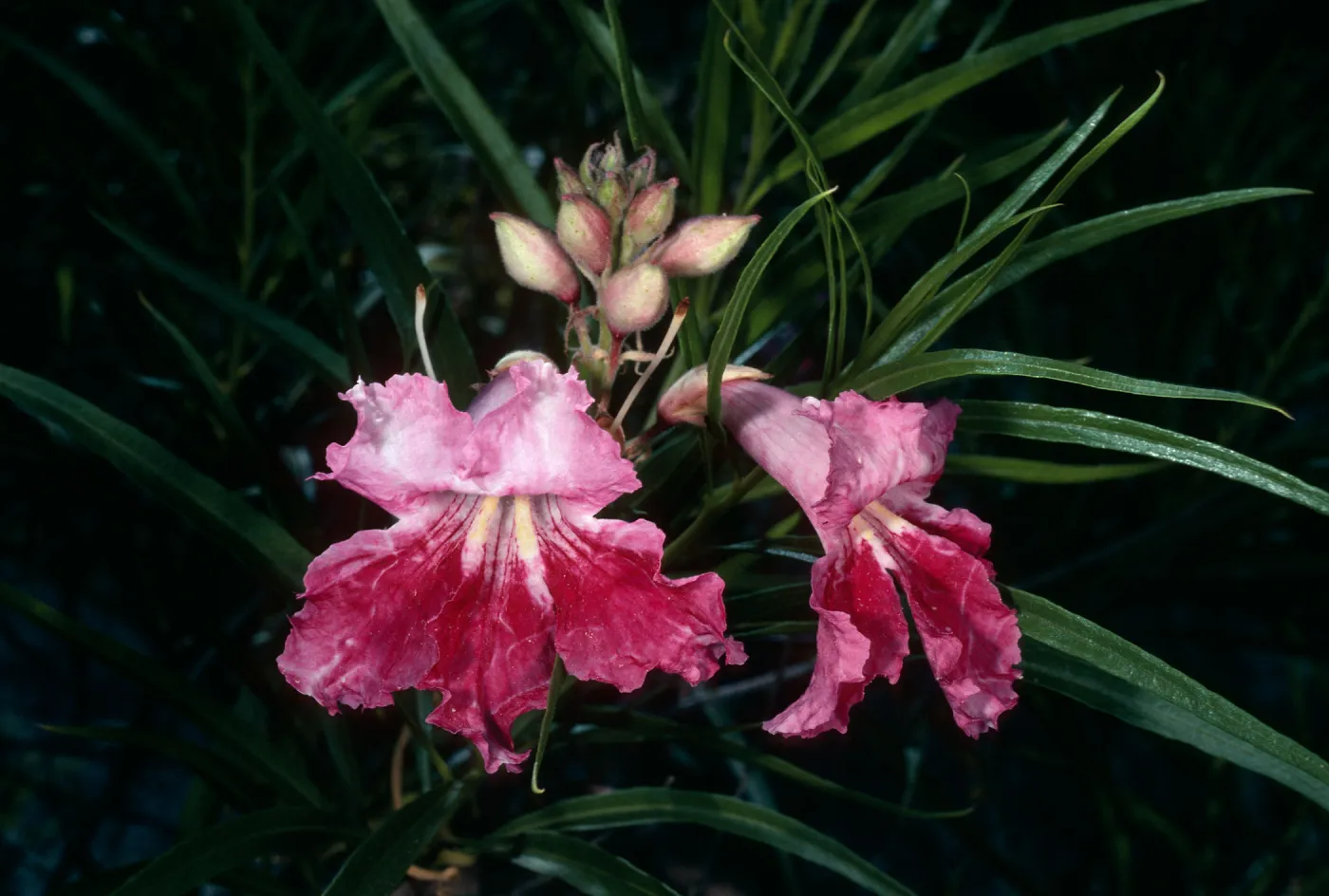 Chilopsis linearis, SBBG Desert Section