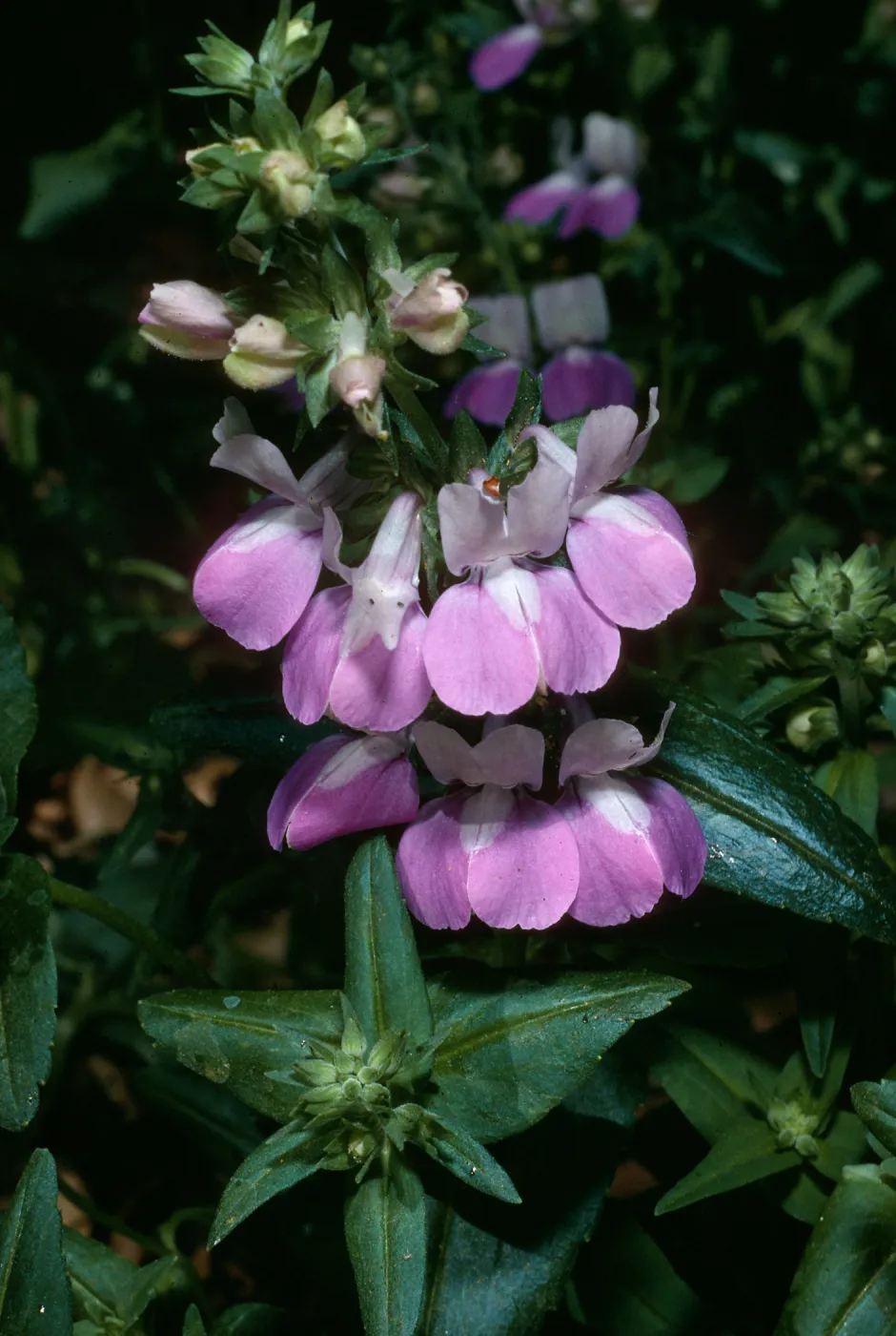Collinsia heterophylla, SBBG