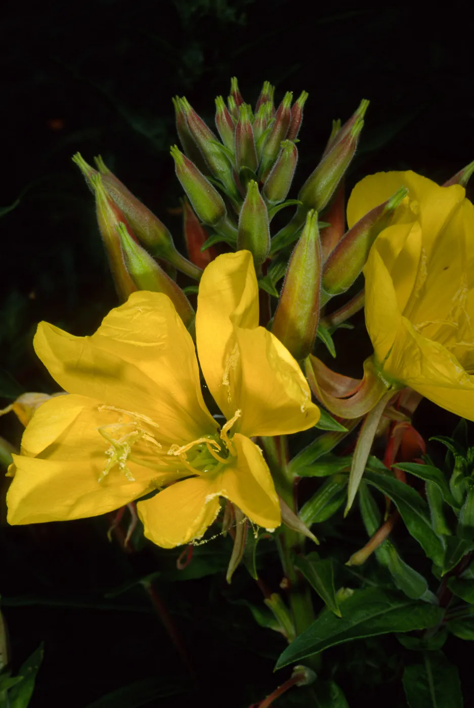 Oenothera elata, SBBG meadow