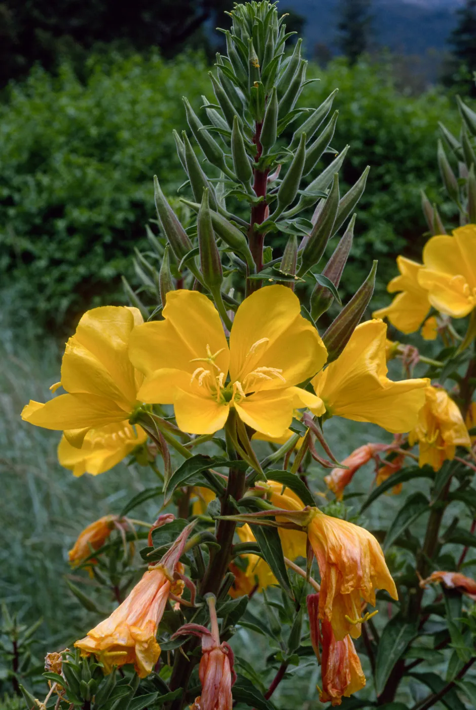 Oenothera elata, SBBG meadow