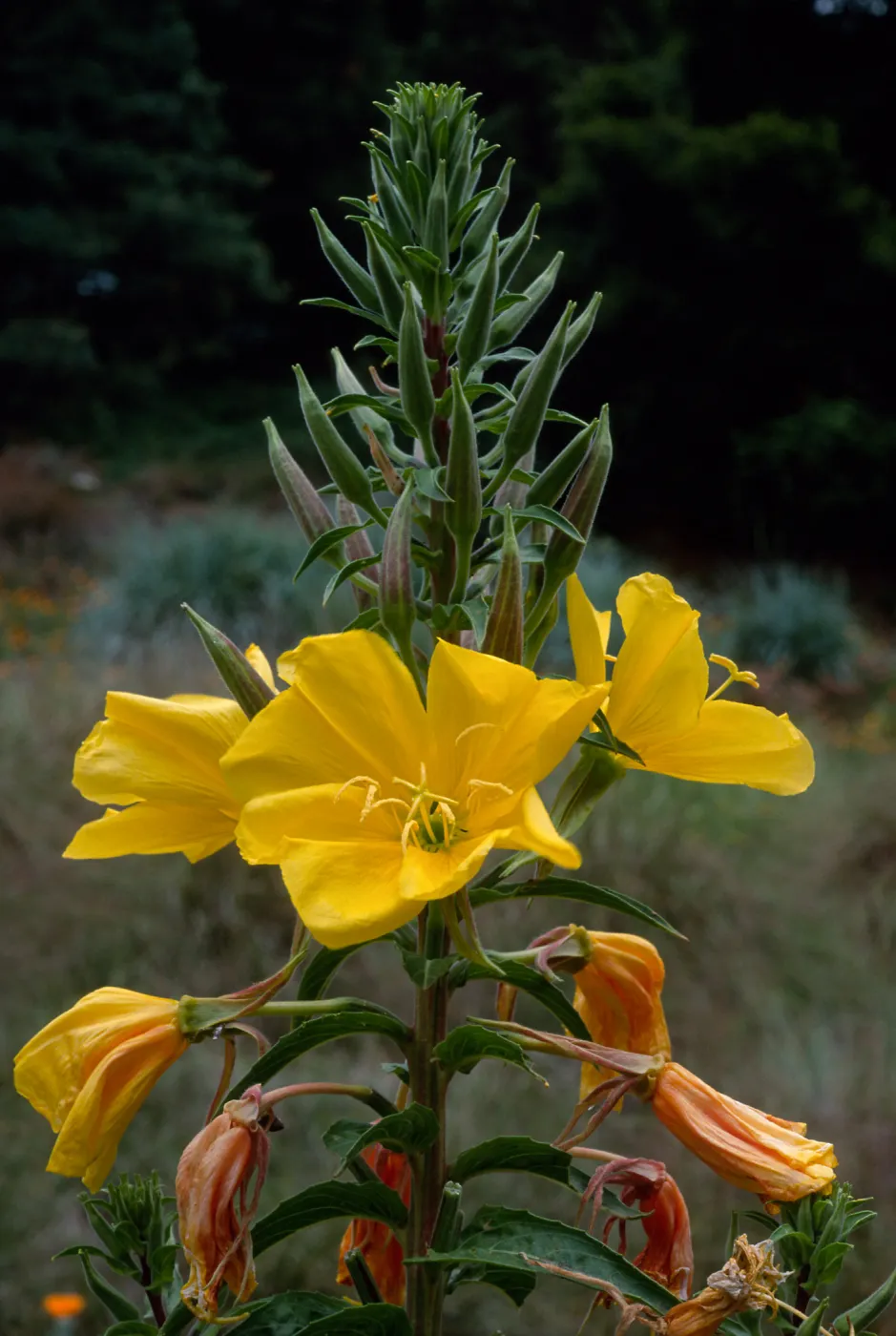 Oenothera elata, SBBG meadow