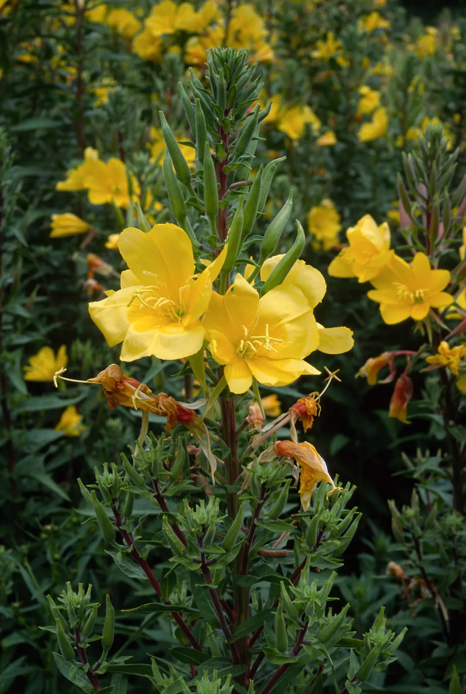 Oenothera elata, SBBG meadow