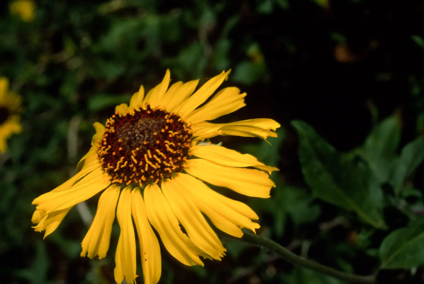 Encelia californica, SBBG