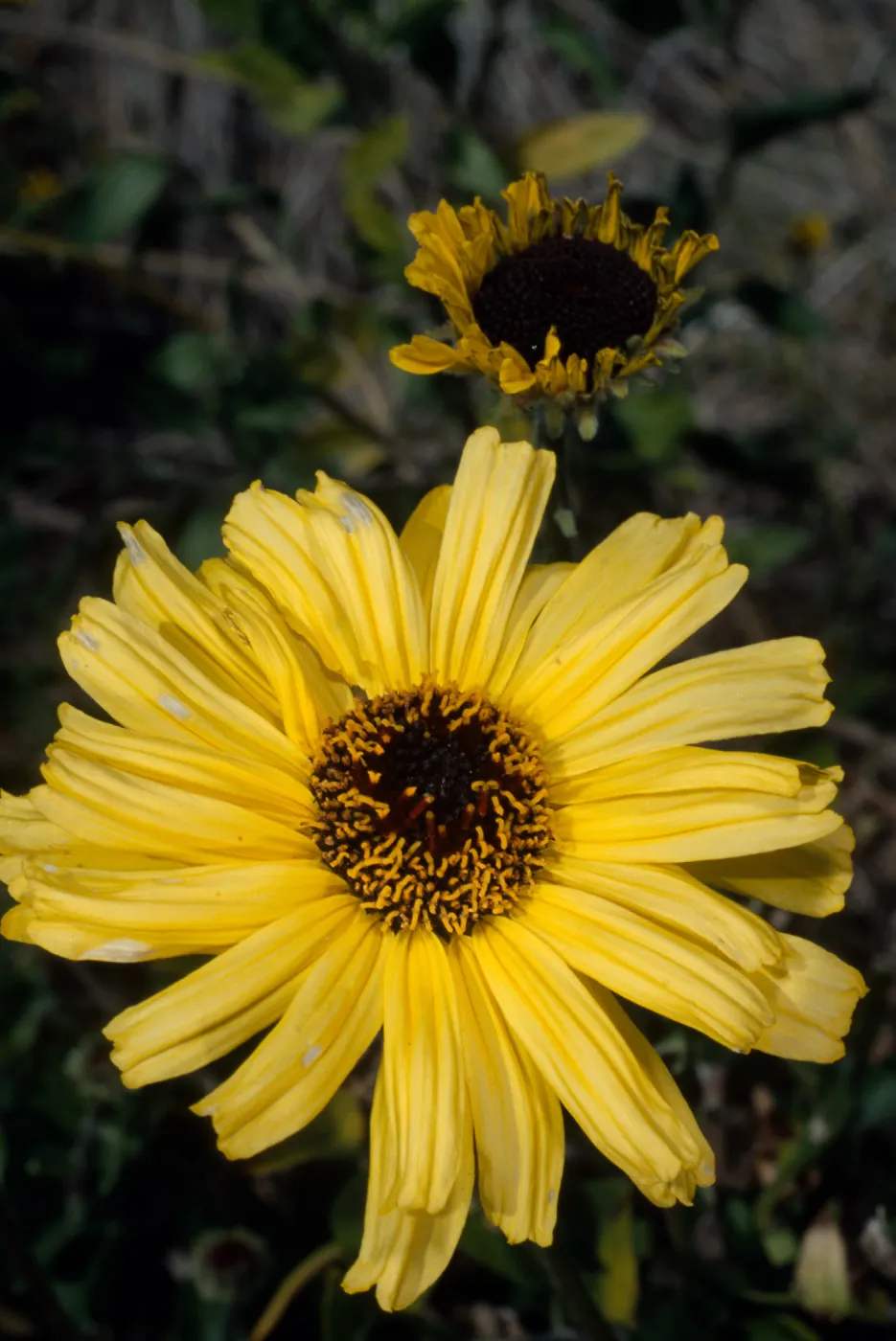 Encelia californica, SBBG