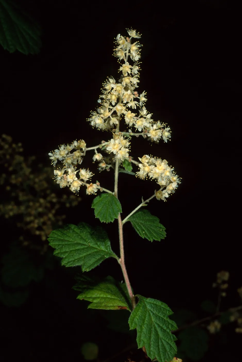 Holodiscus discolor, SBBG Arroyo