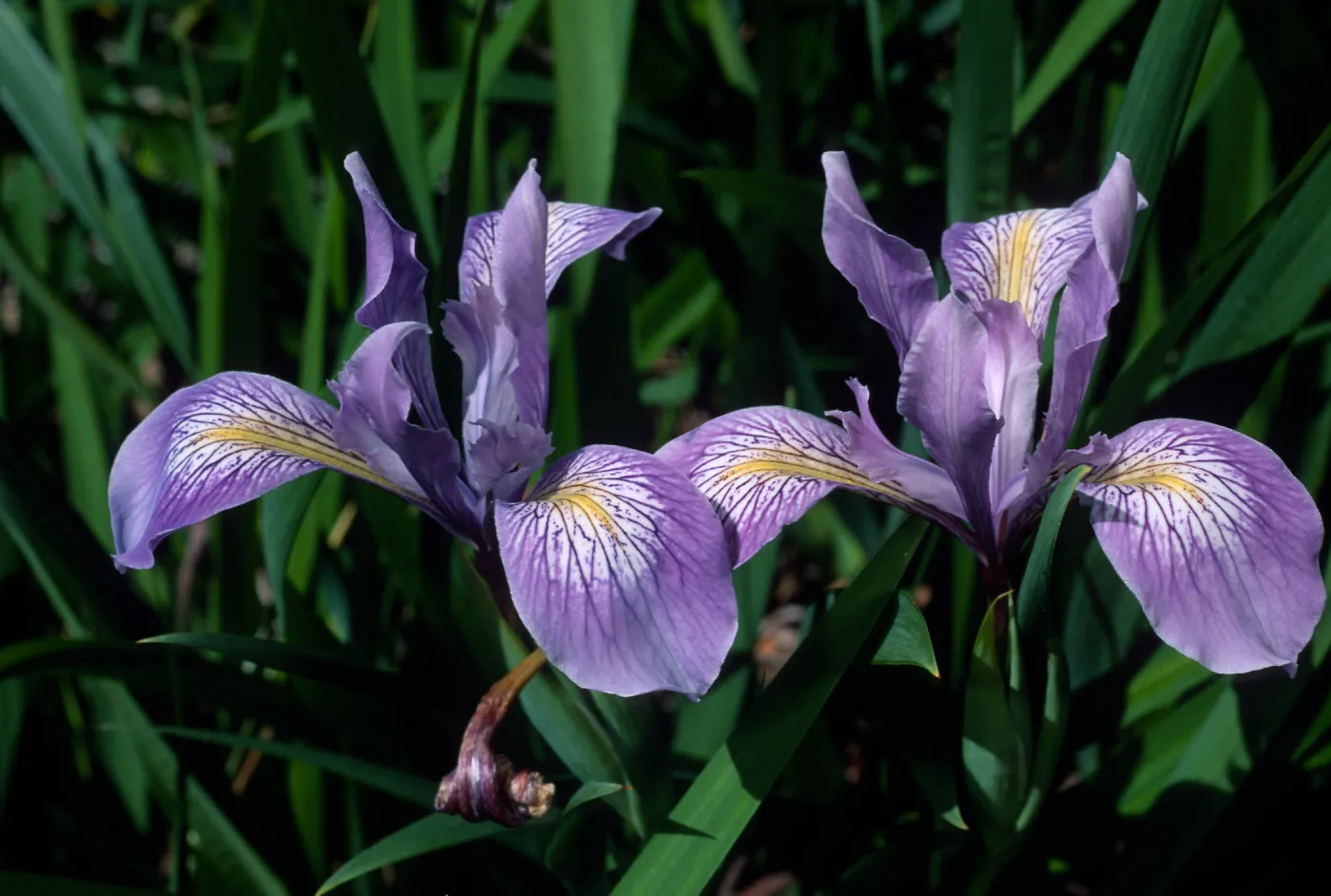  Iris douglasiana, SBBG
