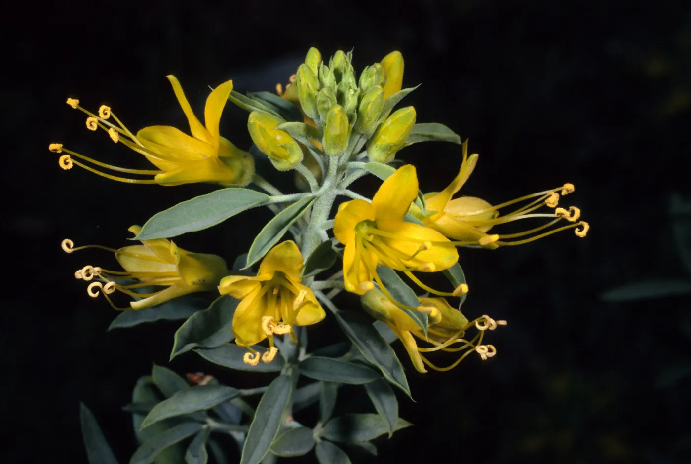 Isomeris arborea, SBBG Desert Secton