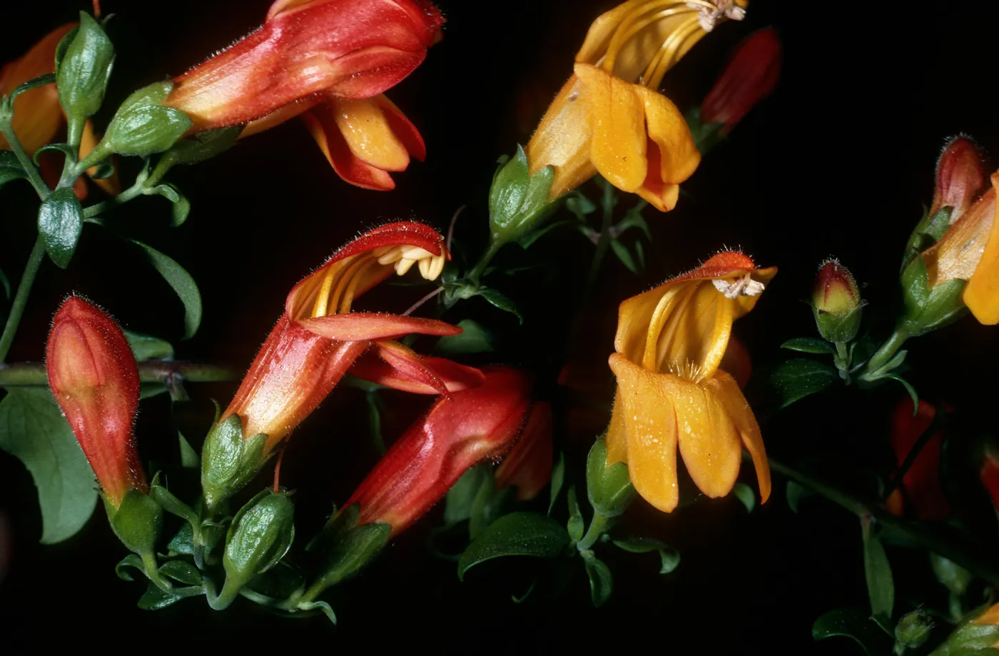 Keckiella antirrhinoides x Keckiella cordifolia, a hybrid