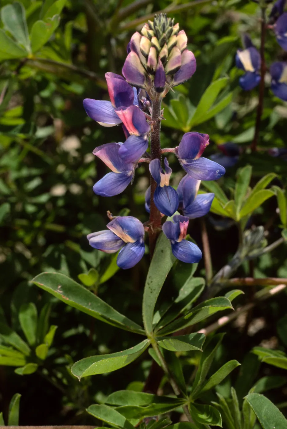 Lupinus succulentus, SBBG meadow