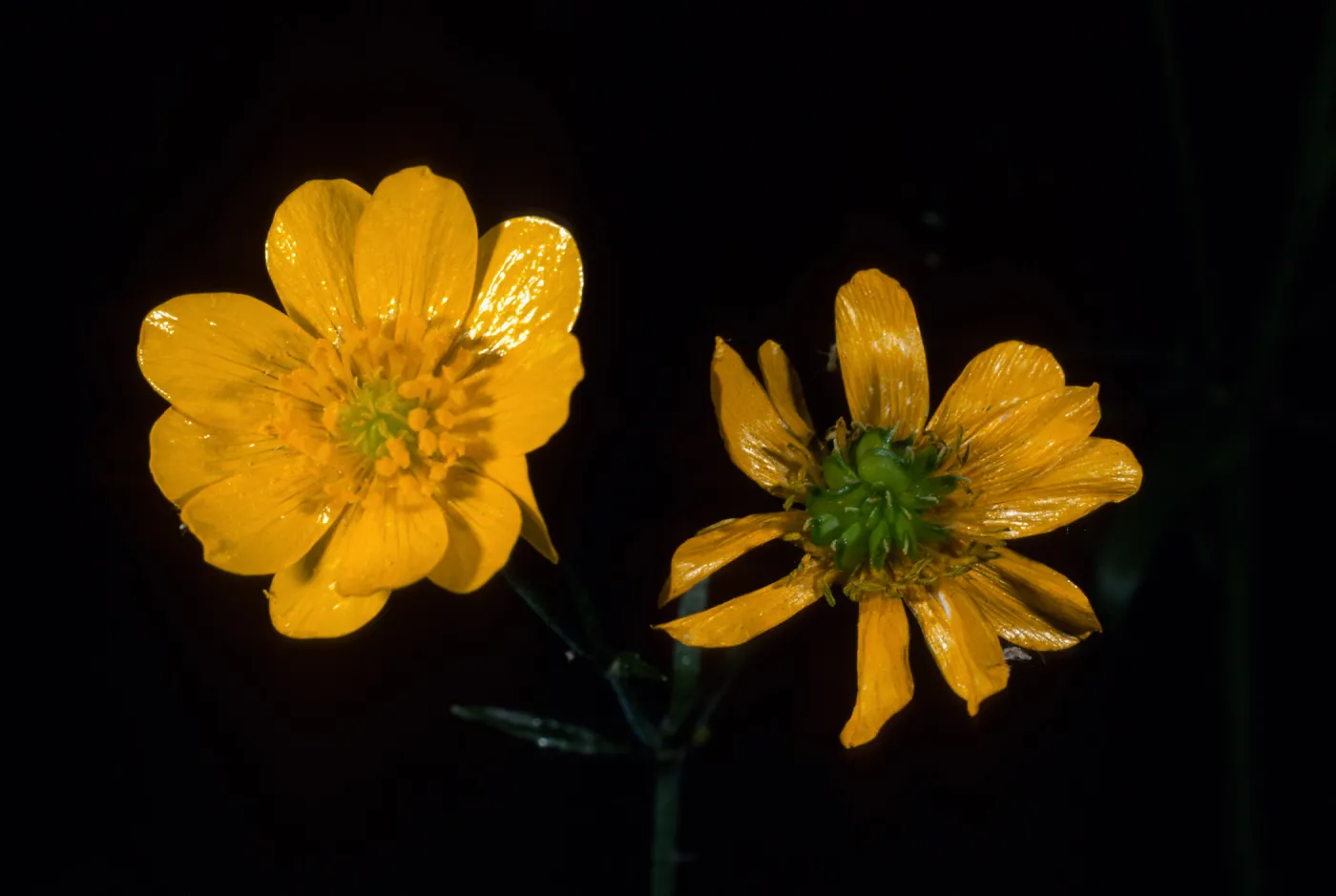 Ranunculus californicus, SBBG
