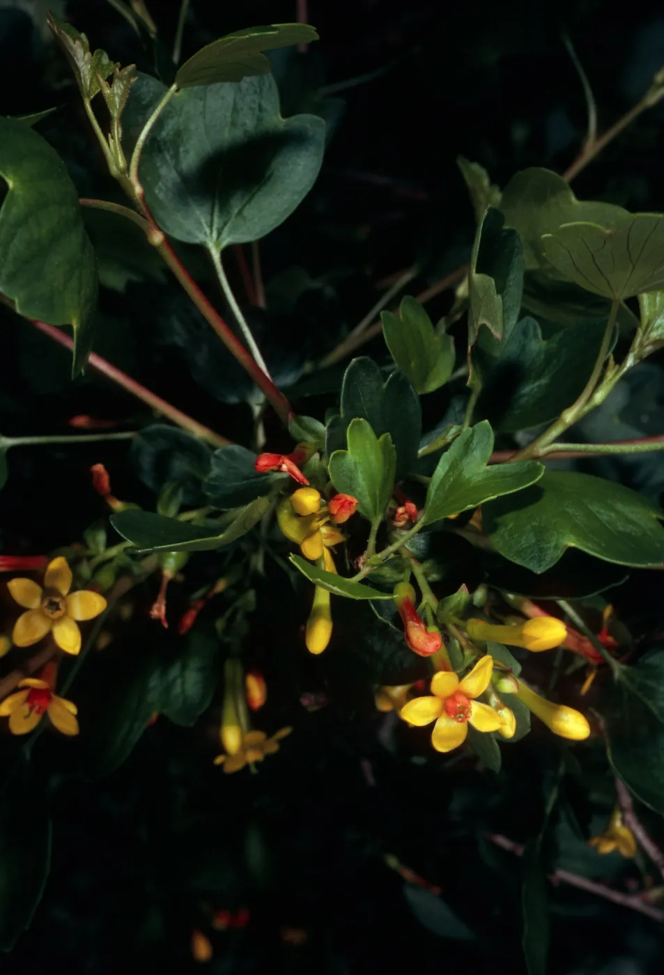 Ribes aureum, SBBG