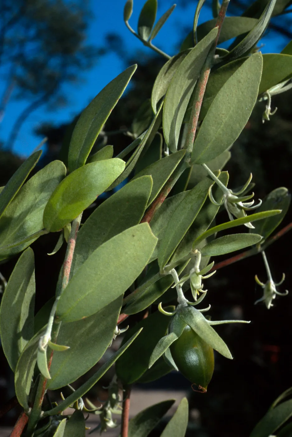 Simmondsia, SBBG