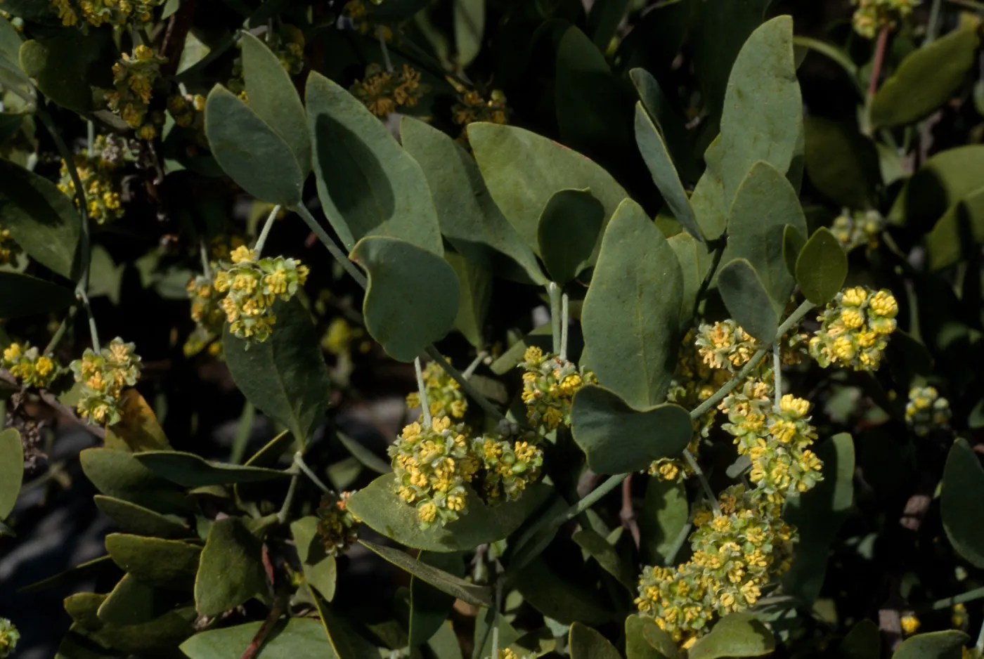 Simmondsia, SBBG