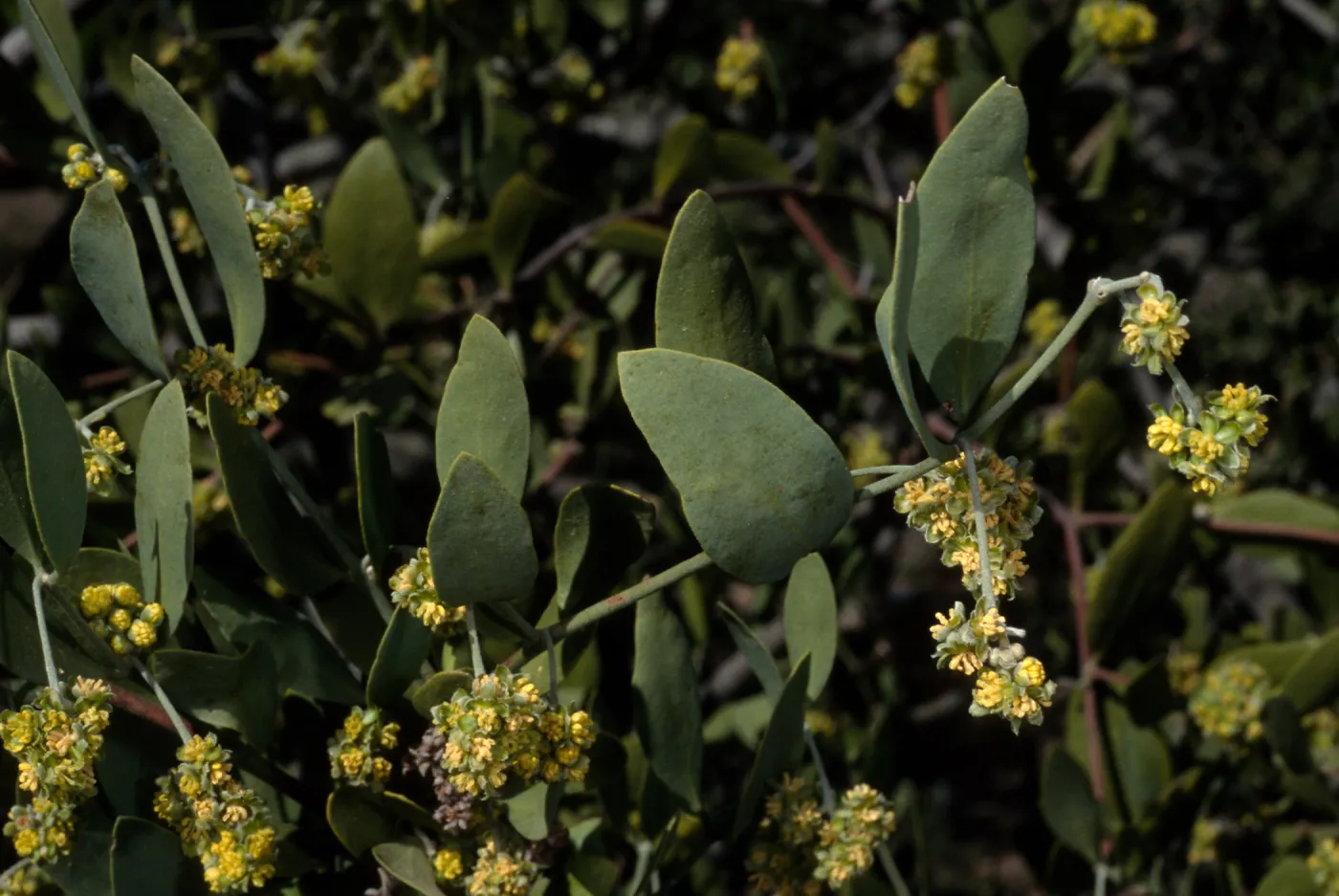 Simmondsia, SBBG