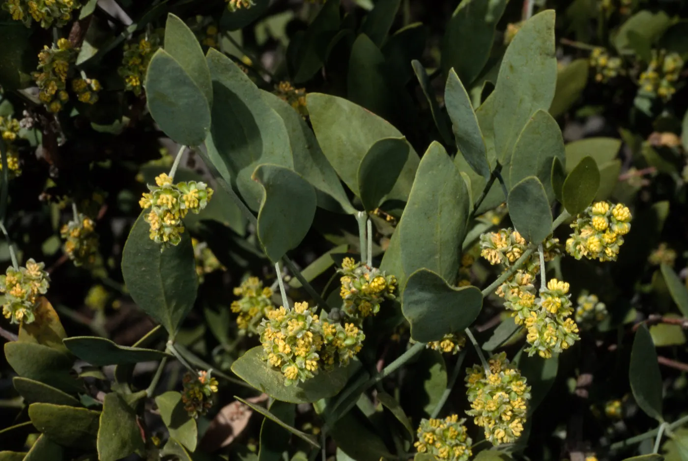 Simmondsia, SBBG