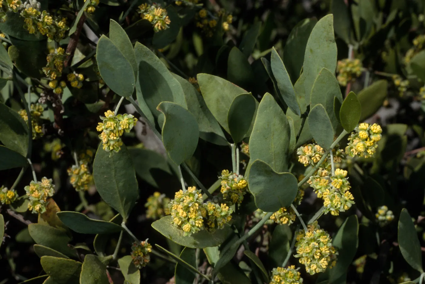 Simmondsia, SBBG