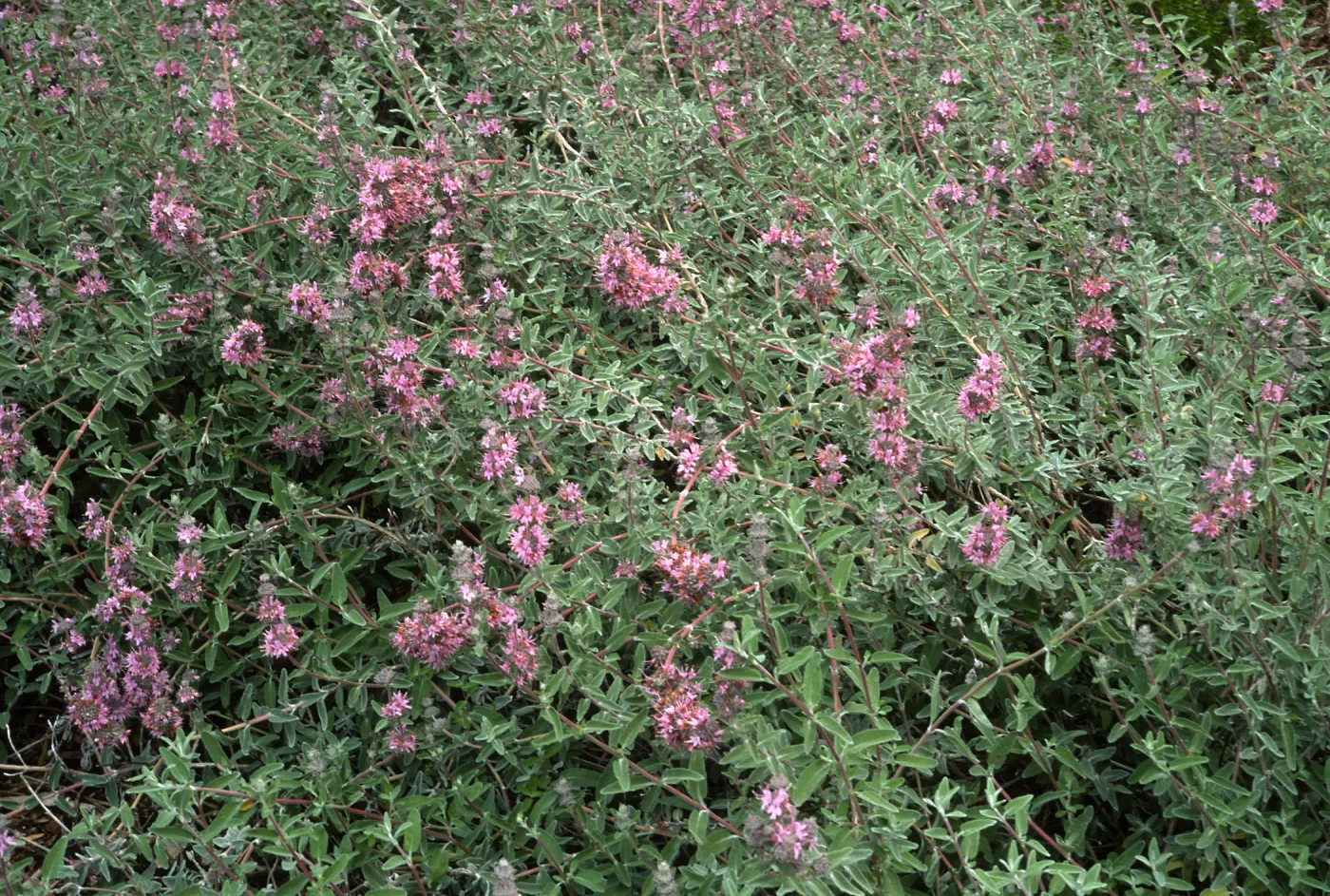 Santa Barbara Botanic Garden, Salvia leucophylla (Purple Sage)