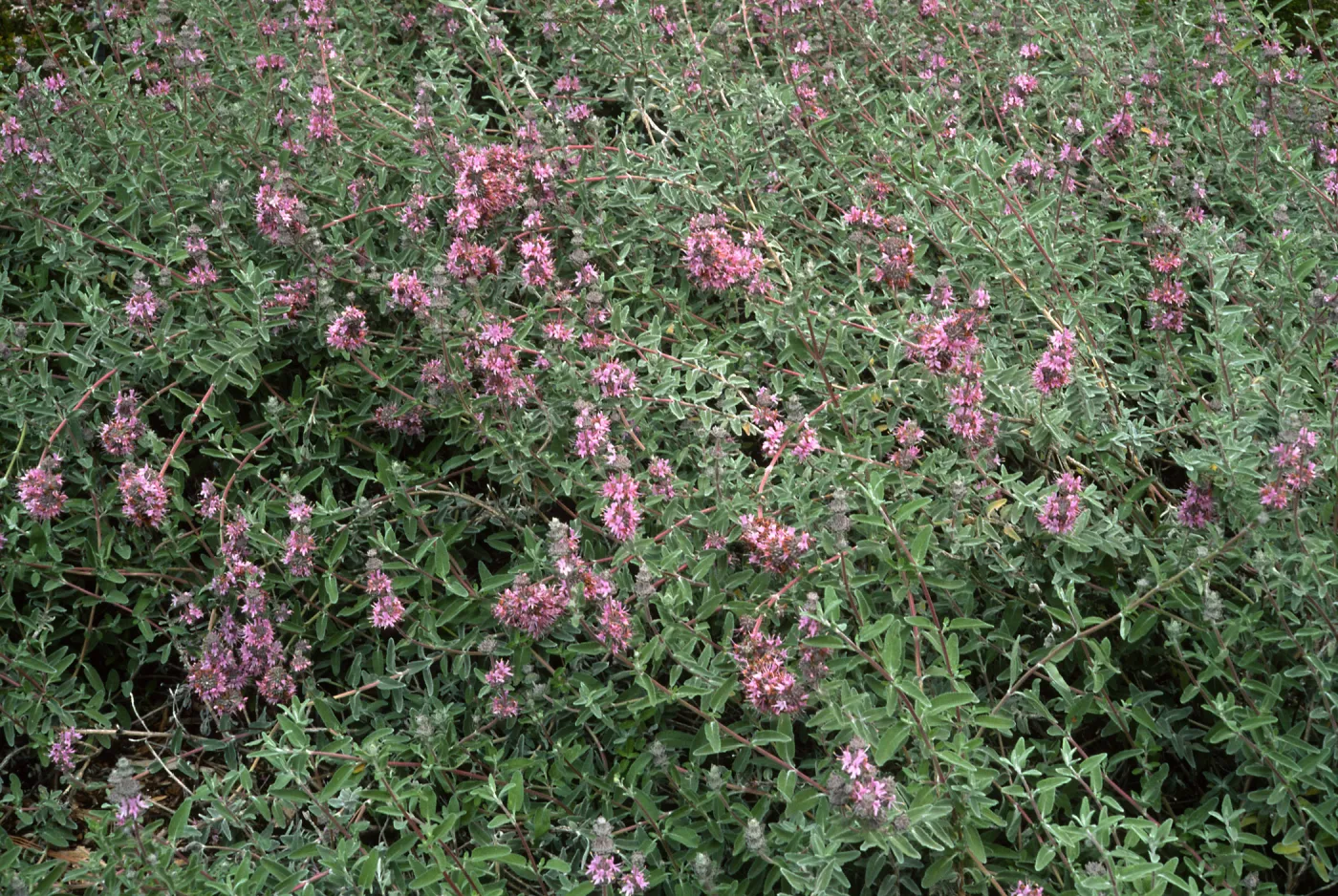 Santa Barbara Botanic Garden, Salvia leucophylla (Purple Sage)