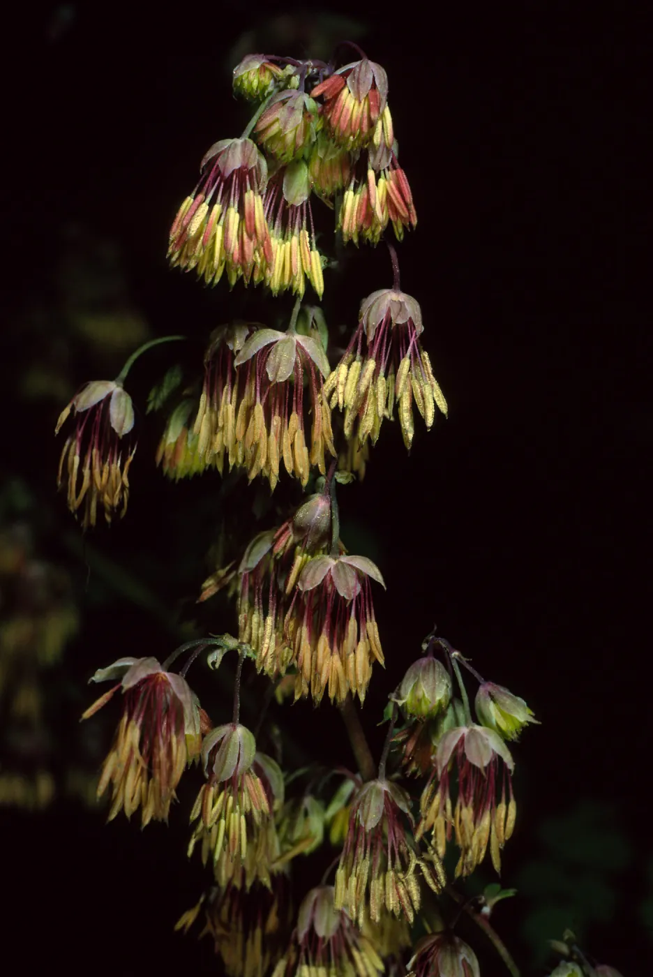 Santa Barbara Botanic Garden, Thalictrum polycarpum