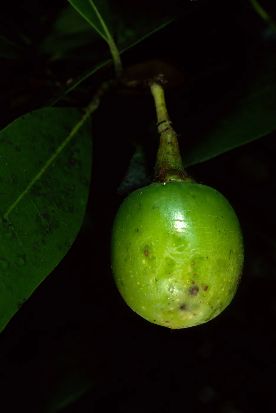 Santa Barbara Botanic Garden, Umbellularia californica, fruit