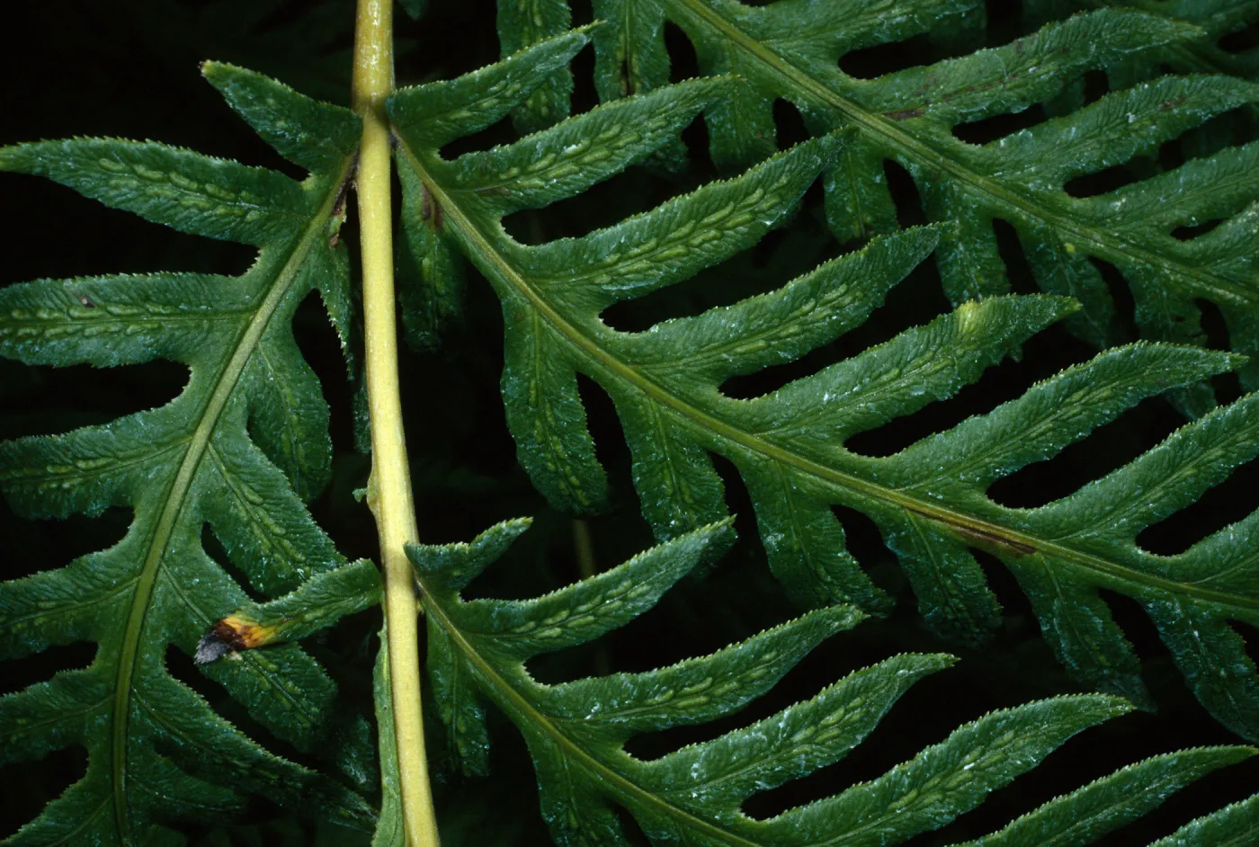 Santa Barbara Botanic Garden, Woodwardia fimbriata