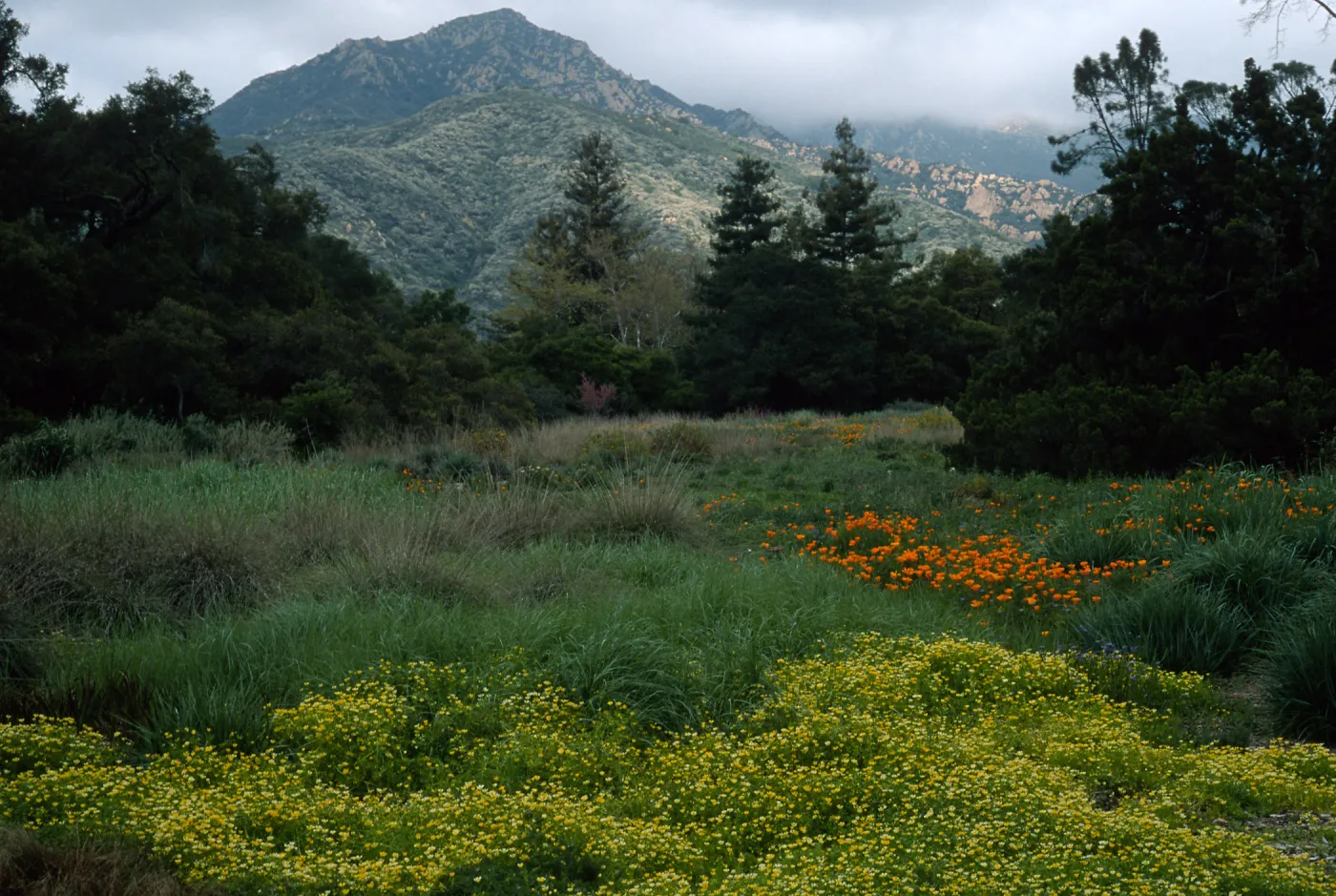 Santa Barbara Botanic Garden, Limnanthes, meadow