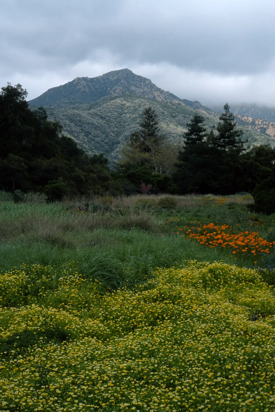 Santa Barbara Botanic Garden, Limnanthes, meadow