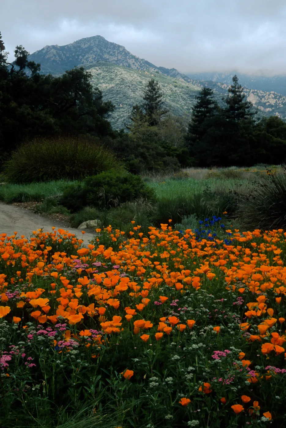 Santa Barbara Botanic Garden, meadow