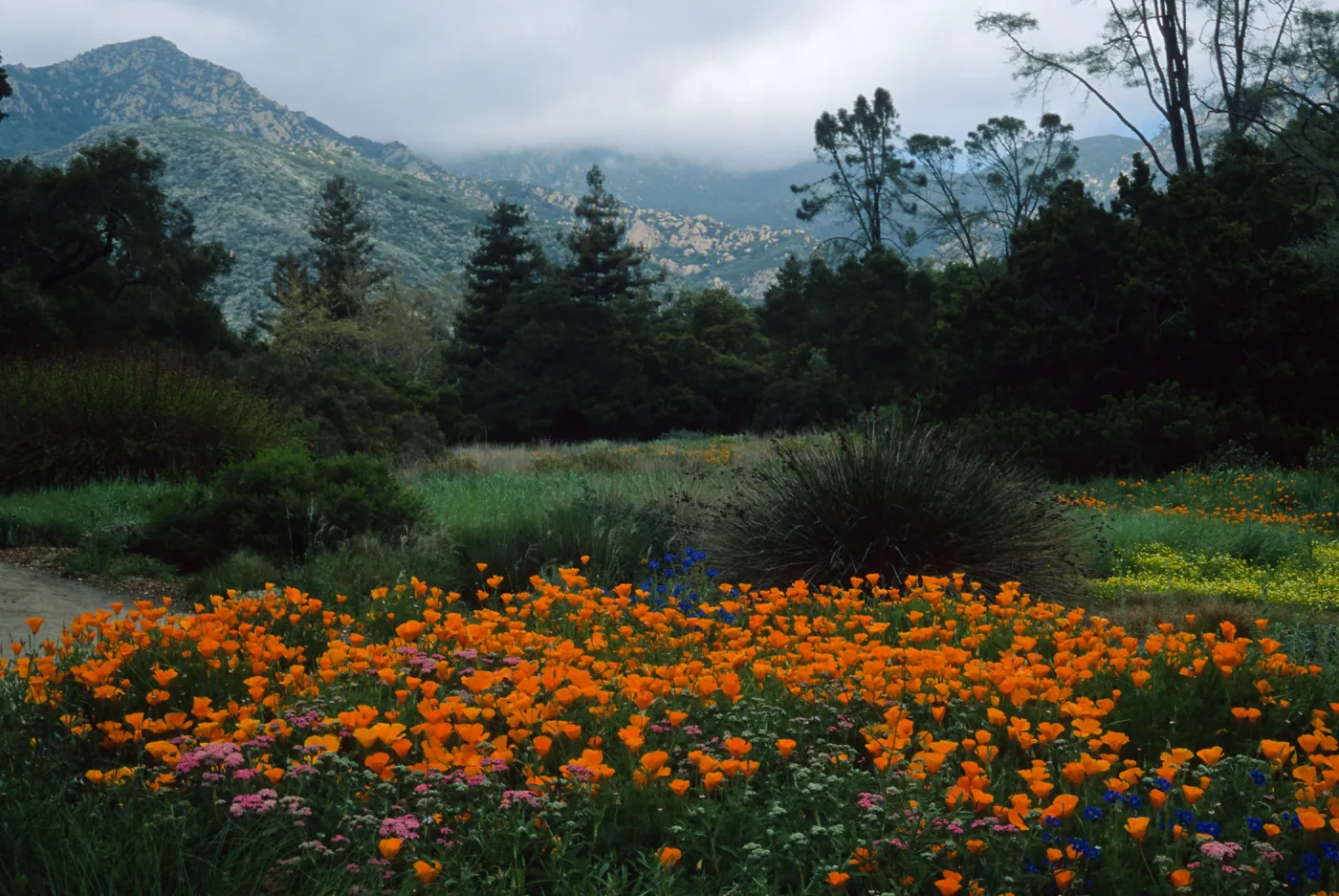 Santa Barbara Botanic Garden, meadow