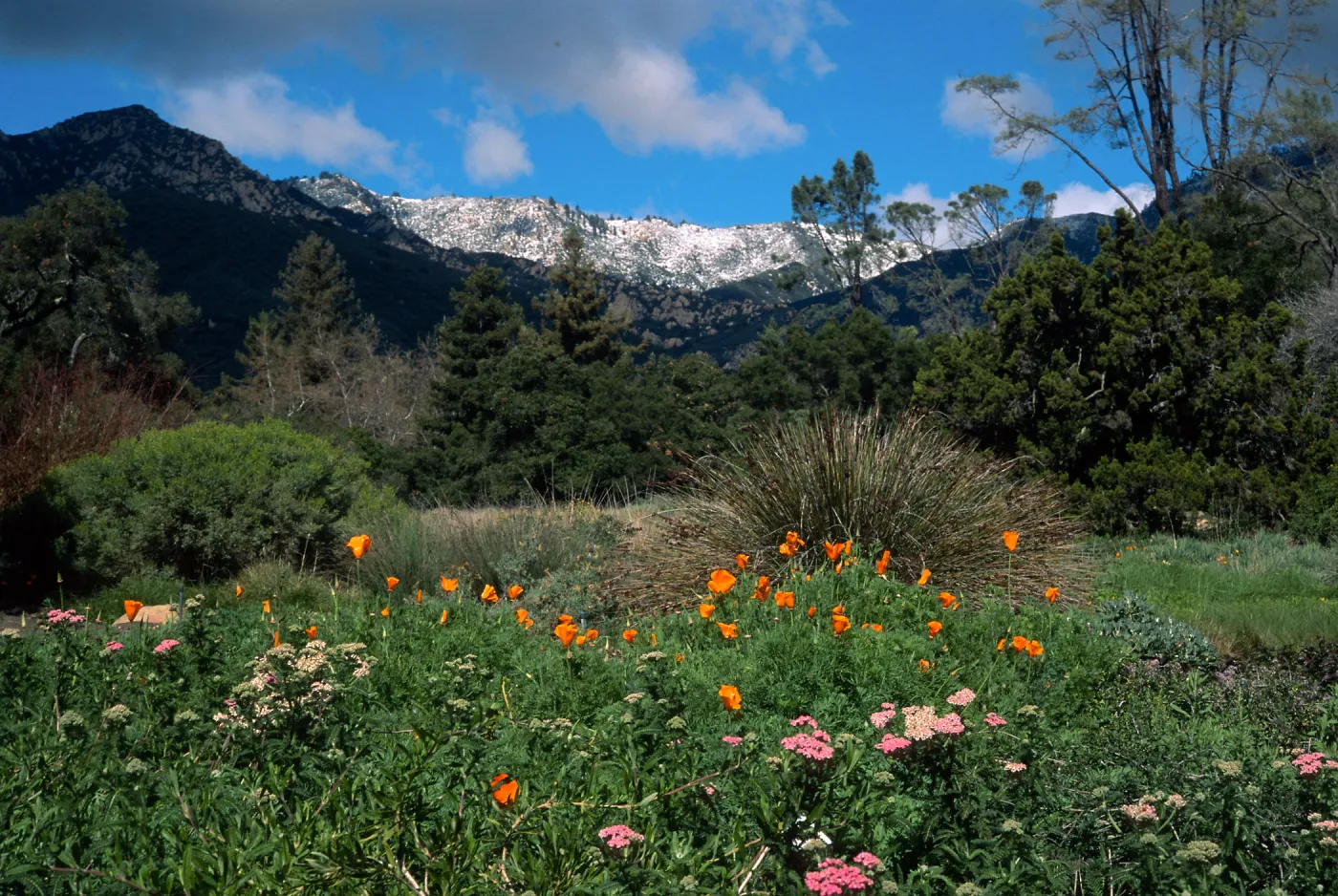 Santa Barbara Botanic Garden, snow on Santa Ynez Mountains, meadow