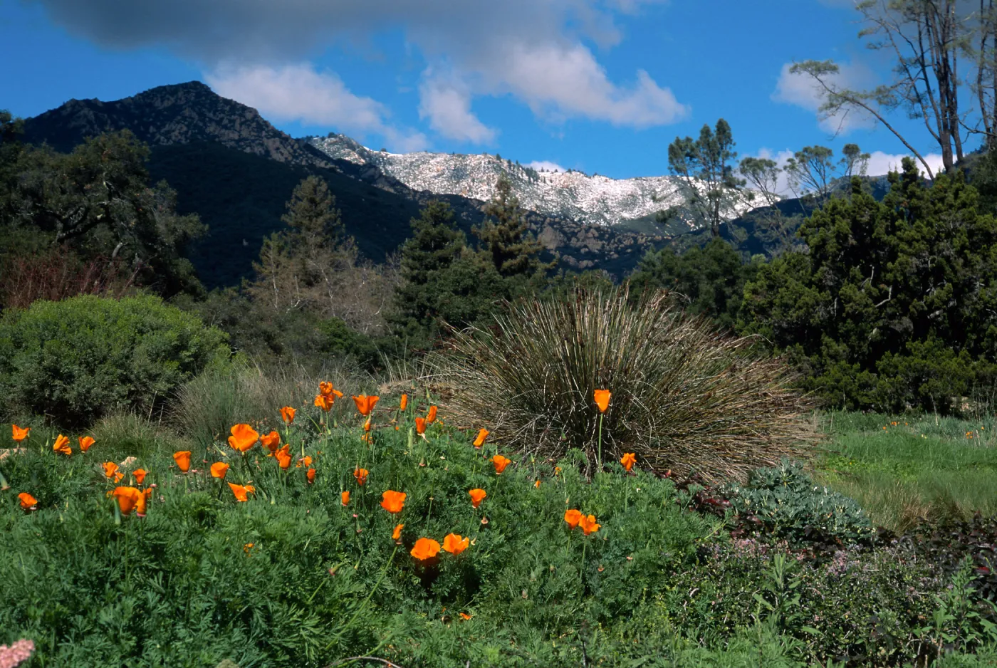 Santa Barbara Botanic Garden, snow on Santa Ynez Mountains, meadow