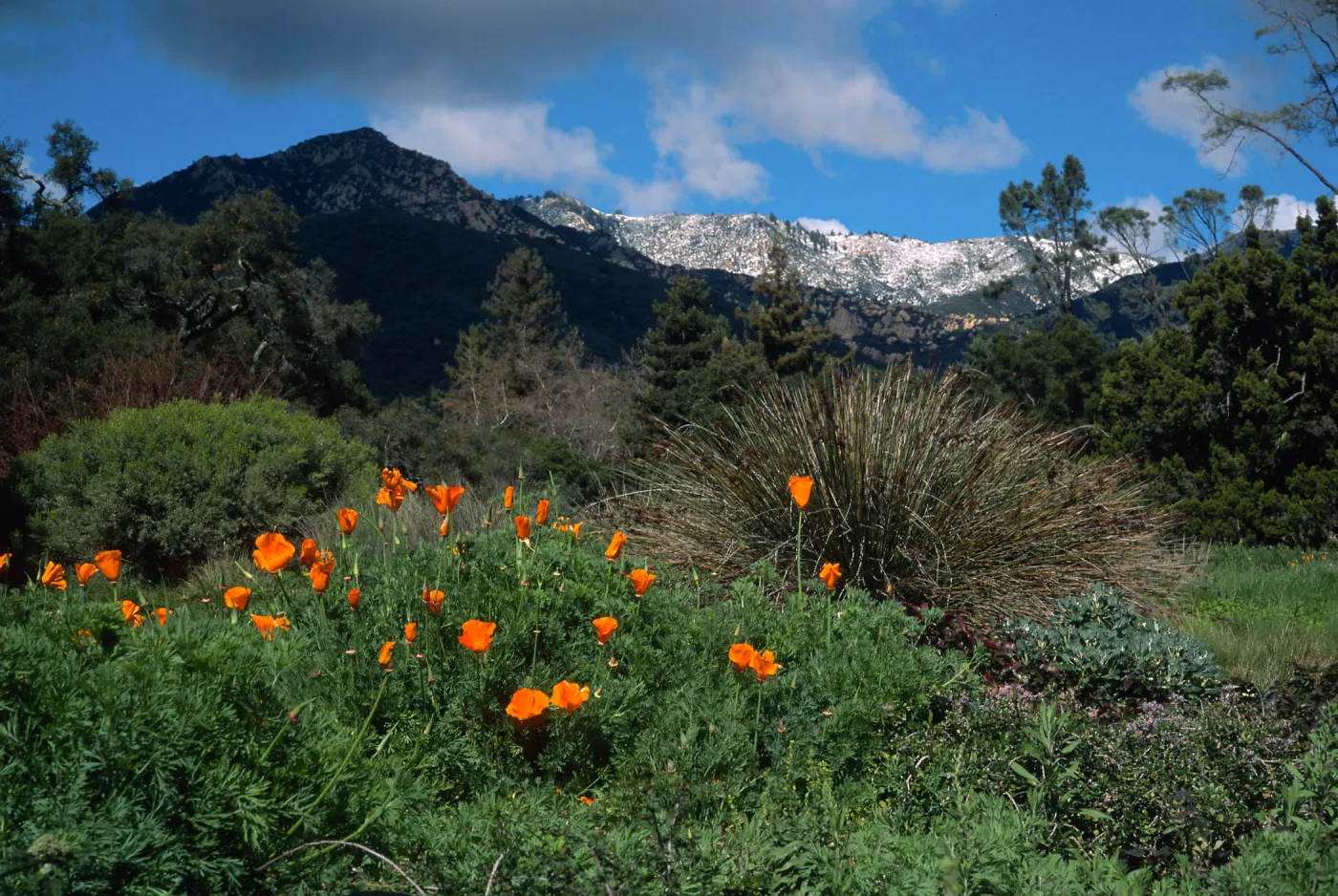 Santa Barbara Botanic Garden, snow on Santa Ynez Mountains, meadow
