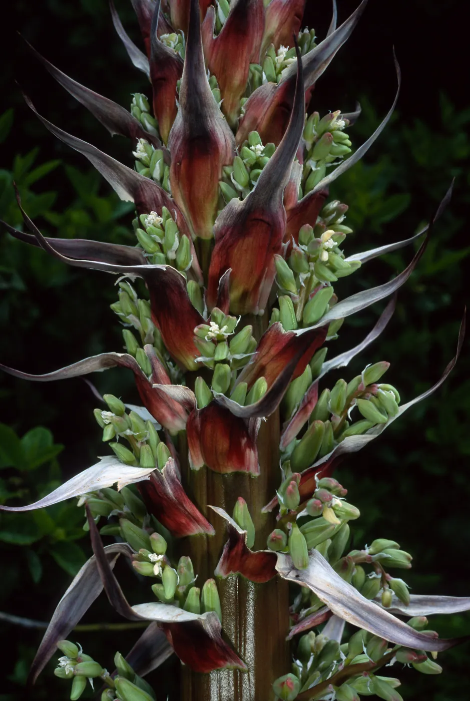 Yucca whipplei, near Broadcast Peak, Santa Barbara County