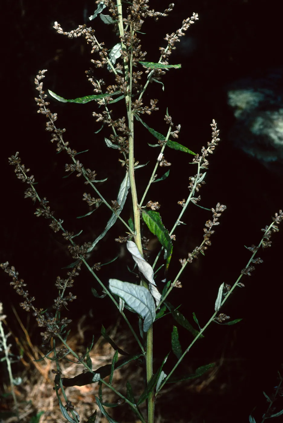 Artemisia douglasiana, Tunnel Road, Santa Barbara County