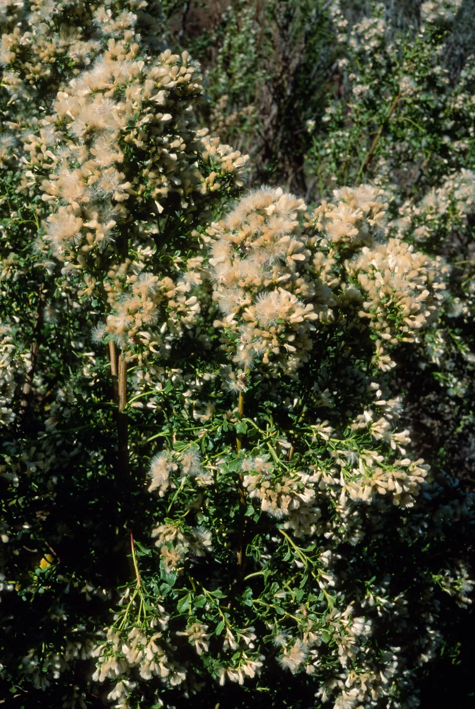 Baccharis pilularis, Tunnel Road, Santa Barbara County