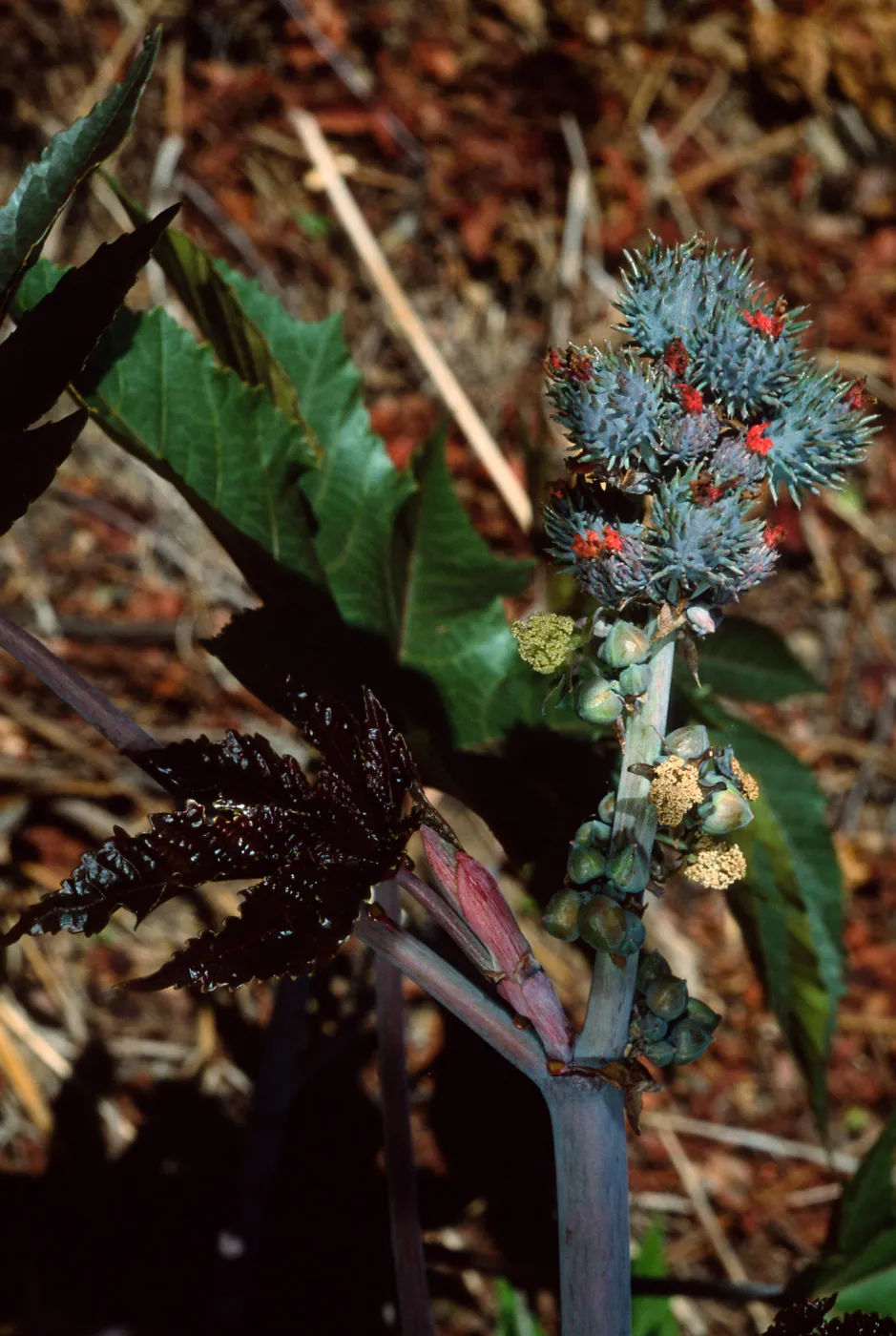 Ricinus communis, Tunnel Road, Santa Barbara County
