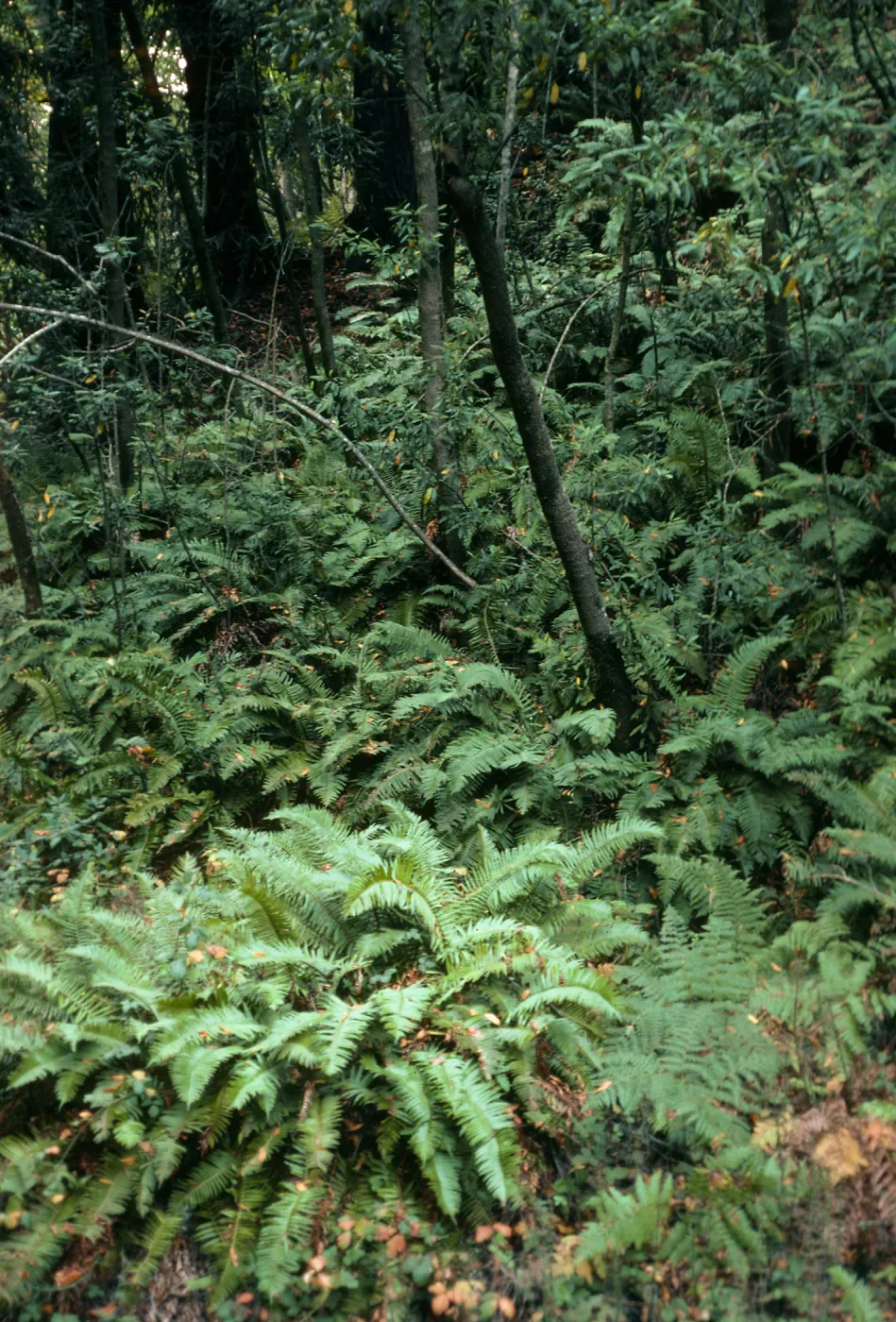 Polystichum under Umbellularia, Big Sur, Sycamore Canyon