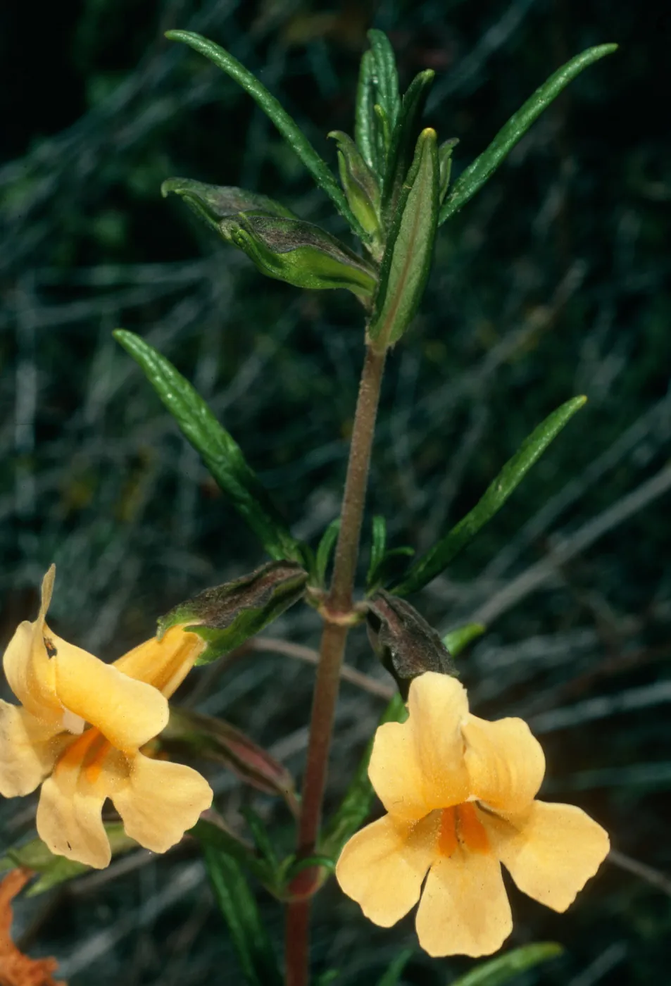 Mimulus aurantiacus, Corn Creek, Montaña de Oro