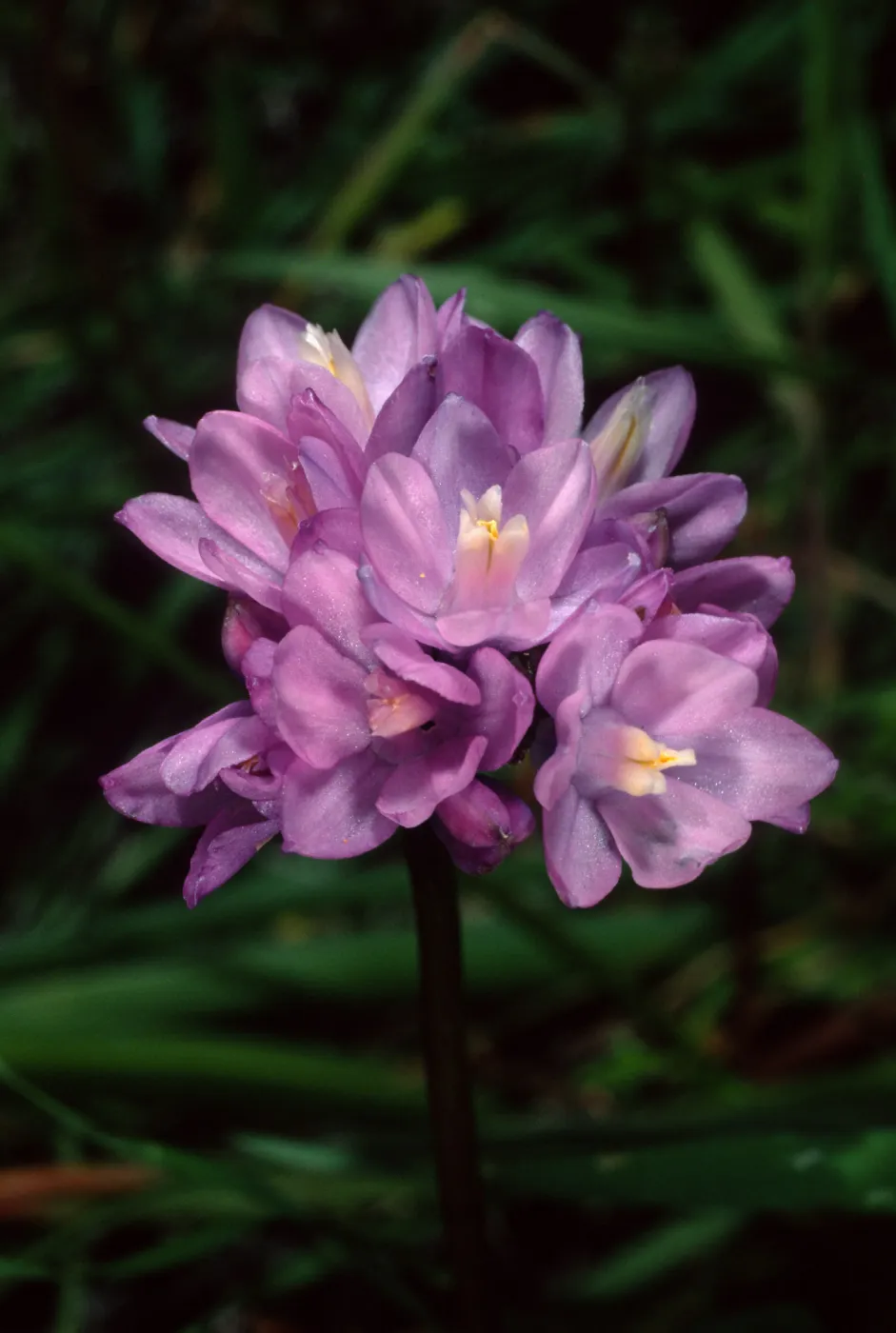 Dichelostemma capitatum, Tunnel Trail