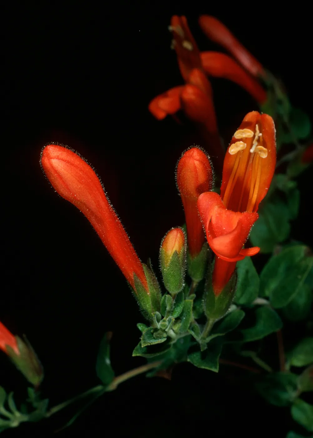 Keckiella cordifolia, Tunnel Trail, Mission Canyon