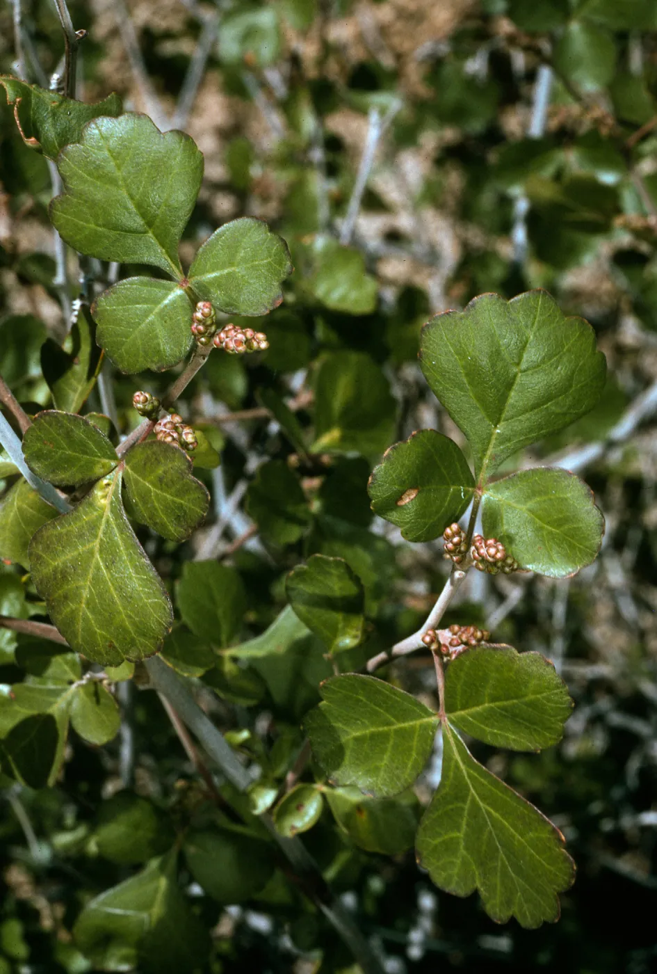 Rhus trilobata, Live Oak Tank, Joshua Tree National Park