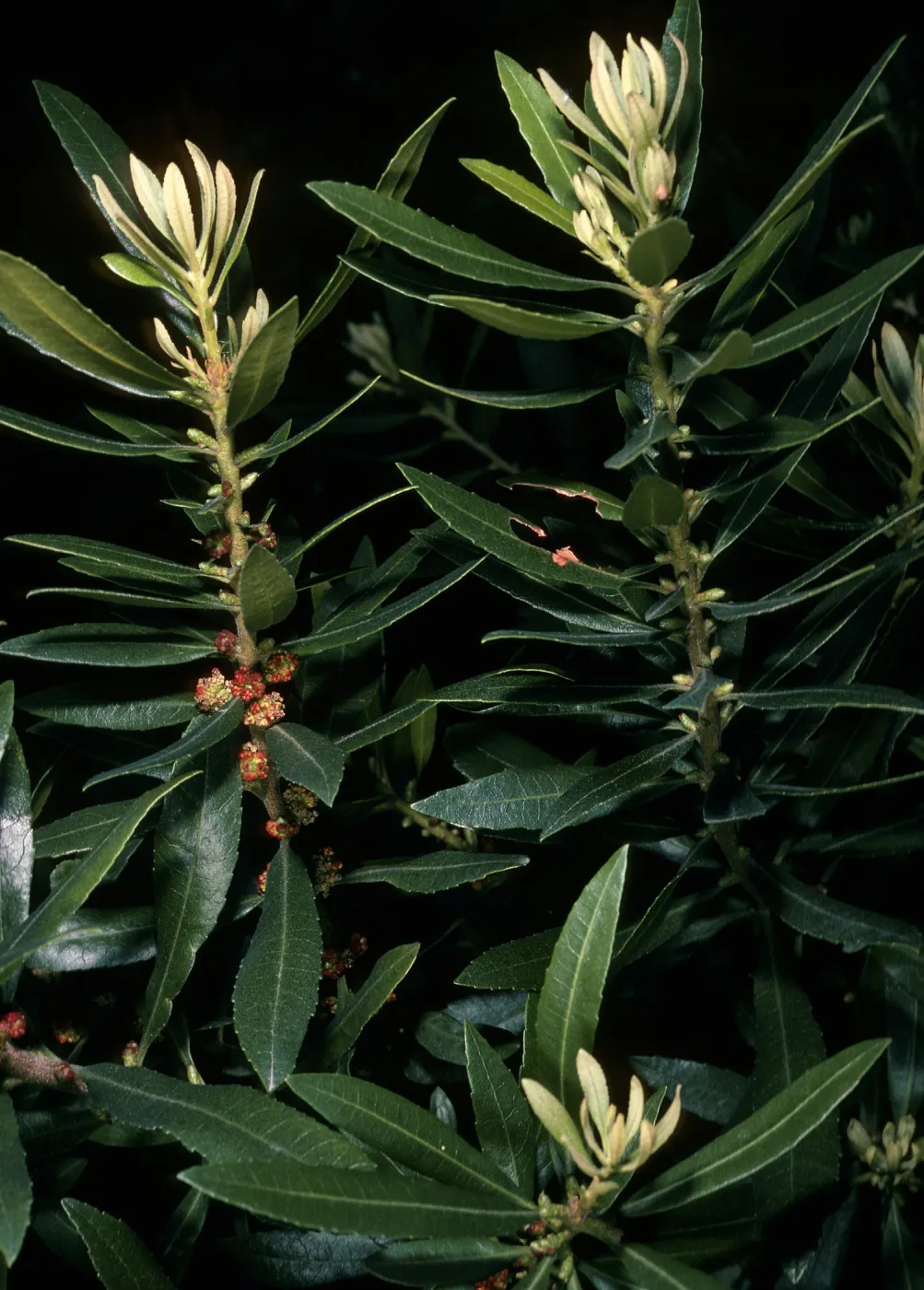 Myrica californica, Jualachichi summit, Santa Barbara County