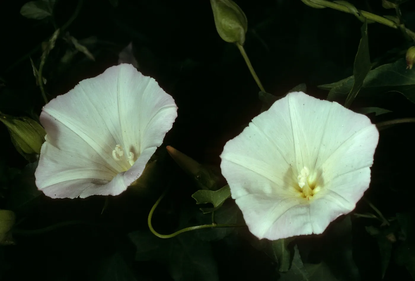 Calystegia cyclostegia, Cold Spring Canyon, Santa Barbara Couty